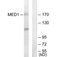 Rabbit Polyclonal Antibody to MED1