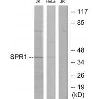 Rabbit Polyclonal Antibody to SPR1