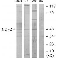 Rabbit Polyclonal Antibody to NDF2