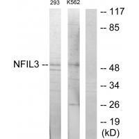 Rabbit Polyclonal Antibody to NFIL3