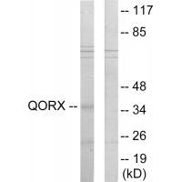 Rabbit Polyclonal Antibody to QORX
