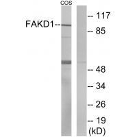 Rabbit Polyclonal Antibody to FAKD1