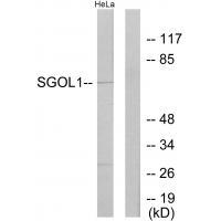 Rabbit Polyclonal Antibody to SGOL1