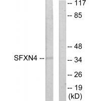 Rabbit Polyclonal Antibody to SFXN4