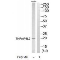 Rabbit Polyclonal Antibody to TNFAIP8L2