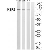 Rabbit Polyclonal Antibody to KSR2