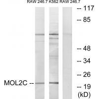 Rabbit Polyclonal Antibody to MOL2C
