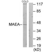 Rabbit Polyclonal Antibody to MAEA