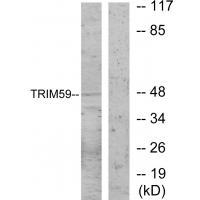 Rabbit Polyclonal Antibody to TRIM59