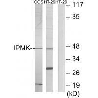 Rabbit Polyclonal Antibody to IPMK