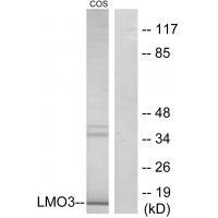 Rabbit Polyclonal Antibody to LMO3