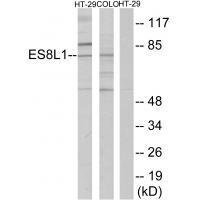 Rabbit Polyclonal Antibody to ES8L1