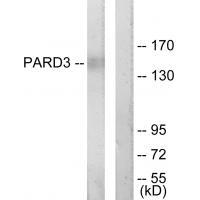 Rabbit Polyclonal Antibody to PARD3
