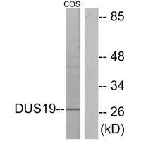 Rabbit Polyclonal Antibody to DUS19
