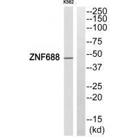 Rabbit Polyclonal Antibody to ZNF688