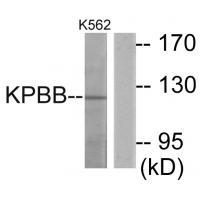 Rabbit Polyclonal Antibody to KPBB