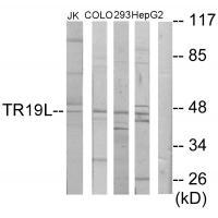 Rabbit Polyclonal Antibody to TR19L