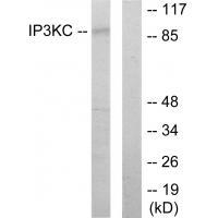 Rabbit Polyclonal Antibody to IP3KC