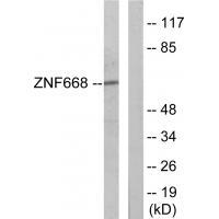 Rabbit Polyclonal Antibody to ZNF668