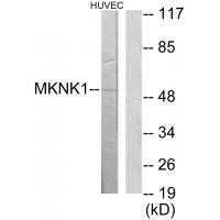 Rabbit Polyclonal Antibody to MKNK1