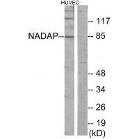 Rabbit Polyclonal Antibody to NADAP