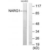 Rabbit Polyclonal Antibody to NARG1