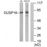 Rabbit Polyclonal Antibody to DUSP16