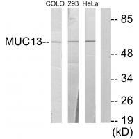 Rabbit Polyclonal Antibody to MUC13