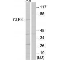 Rabbit Polyclonal Antibody to CLK4