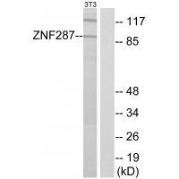 Rabbit Polyclonal Antibody to ZNF287