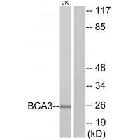 Rabbit Polyclonal Antibody to BCA3