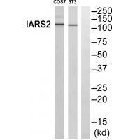 Rabbit Polyclonal Antibody to IARS2