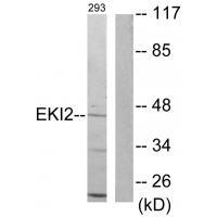 Rabbit Polyclonal Antibody to EKI2