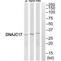 Rabbit Polyclonal Antibody to DNAJC17