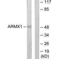 Rabbit Polyclonal Antibody to ARMX1