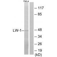 Rabbit Polyclonal Antibody to LW-1