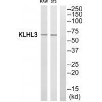Rabbit Polyclonal Antibody to KLHL3