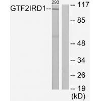 Rabbit Polyclonal Antibody to GTF2IRD1