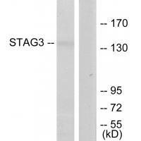 Rabbit Polyclonal Antibody to STAG3