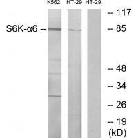 Rabbit Polyclonal Antibody to S6K-α6