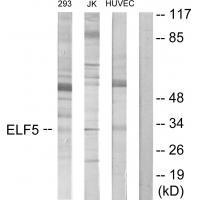 Rabbit Polyclonal Antibody to ELF5