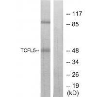Rabbit Polyclonal Antibody to TCFL5