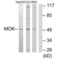 Rabbit Polyclonal Antibody to MOK