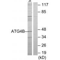 Rabbit Polyclonal Antibody to ATG4B