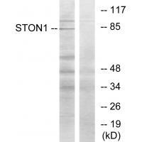 Rabbit Polyclonal Antibody to STON1