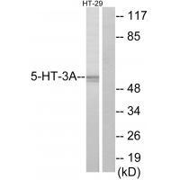 Rabbit Polyclonal Antibody to 5-HT-3A