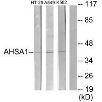 Rabbit Polyclonal Antibody to AHSA1
