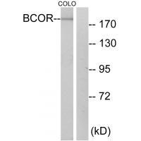 Rabbit Polyclonal Antibody to BCOR