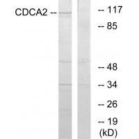 Rabbit Polyclonal Antibody to CDCA2