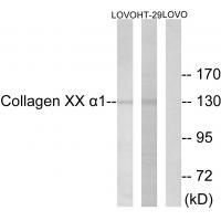 Rabbit Polyclonal Antibody to Collagen XX α1